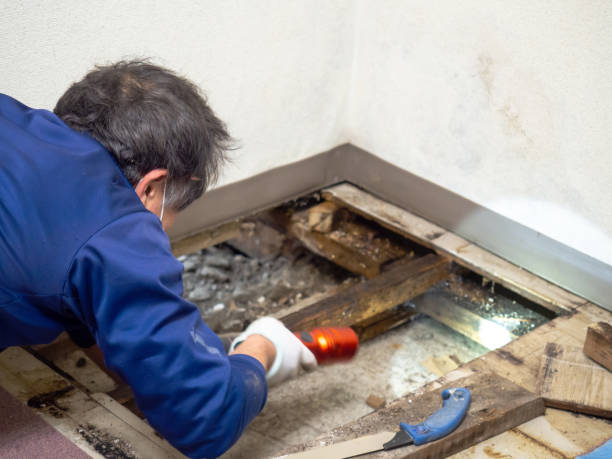 Best Professional Mold Removal  in Fraser, MI