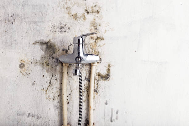 Best Office Mold Removal Services  in Fraser, MI