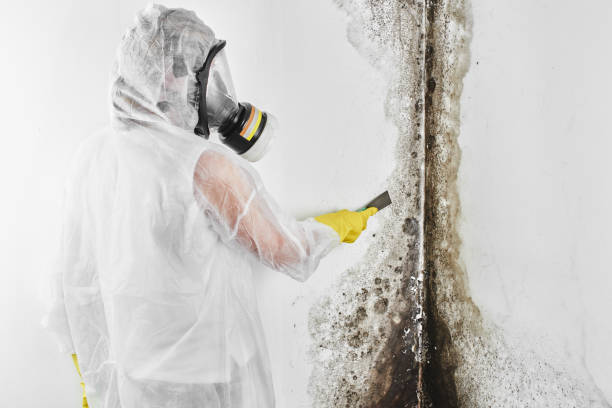 Best Crawl Space Mold Removal  in Fraser, MI