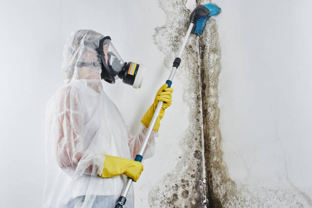 Best Mold Testing  in Fraser, MI