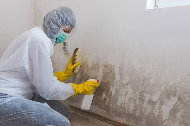 Best Mold Removal Near Me  in Fraser, MI