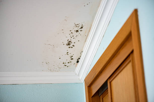 Best Affordable Mold Removal  in Fraser, MI