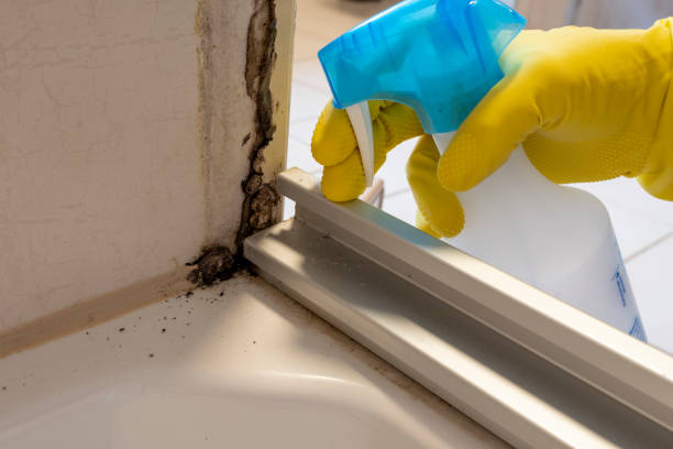 Best Fast Mold Removal  in Fraser, MI