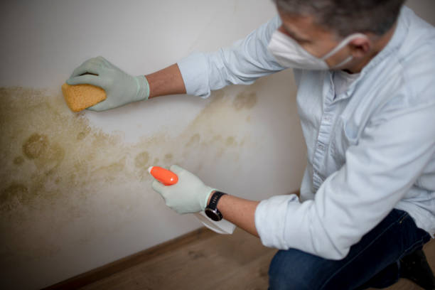 Best Office Mold Removal Services  in Fraser, MI