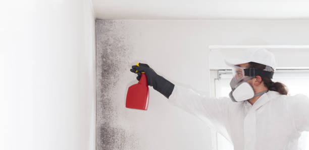 Attic Mold Removal in Fraser, MI