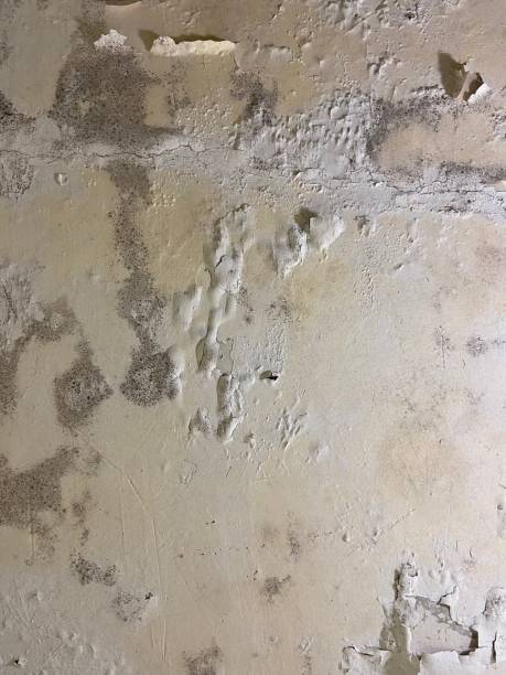 Home Mold Removal in Fraser, MI