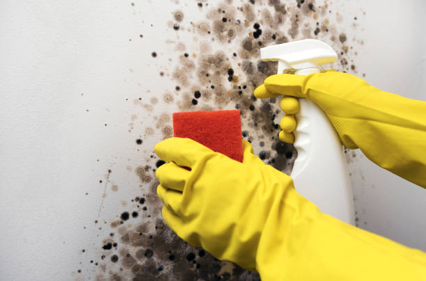 Best Toxic Mold Removal  in Fraser, MI