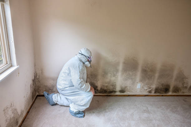 Best Mold Remediation  in Fraser, MI