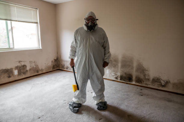 Mold Testing and Removal in Fraser, MI