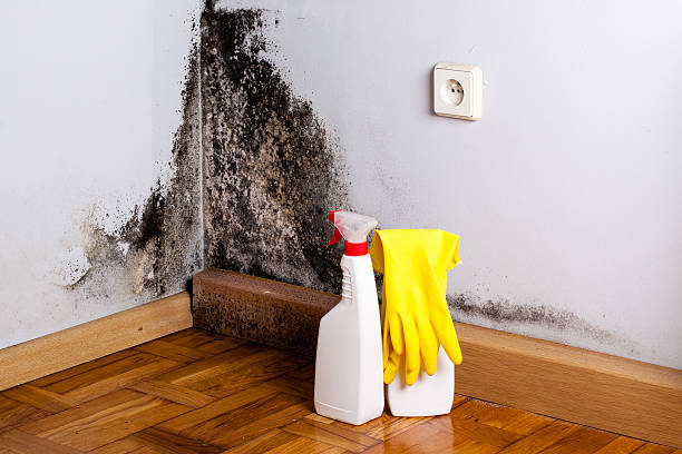 Best Residential Mold Removal  in Fraser, MI