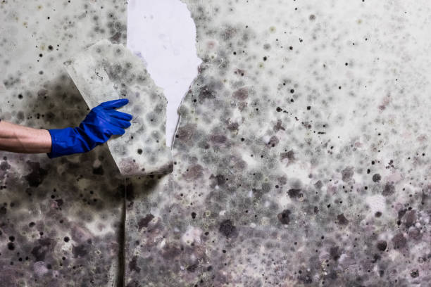 Best Home Mold Removal  in Fraser, MI